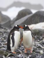 ai generato Due pinguini in piedi vicino per ogni altro su un' roccioso superficie ai generato foto