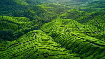 ai generato aereo Visualizza di vivace verde tè piantagioni è bellissimo vista per ecco. il piantagioni siamo organizzato nel pulito righe quello modulo intricato modelli su il paesaggio. ai generato foto