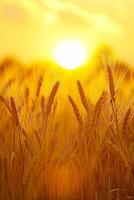 ai generato Immagine cattura tranquillo, calmo scena di Grano campo a Alba. il sole è visibile, apparendo come luminosa, d'oro globo in mezzo il Grano steli. ai generato foto