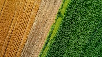 ai generato foto Due adiacente agricolo campi, uno sterile e il altro lussureggiante verde. il sterile campo dovrebbero avere Marrone suolo e visibile trattore Linee indicando recente coltivazione. ai generato