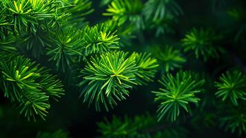 ai generato foto di luminosa verde pino aghi impostato contro scuro, ombroso sfondo. ai generato