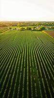 ai generato aereo Visualizza cattura di grandi dimensioni, lussureggiante verde campo con colture piantato nel dritto, parallelo Linee. il campo è vivace e bene mantenuto, indicando salutare Ritaglia crescita. ai generato foto