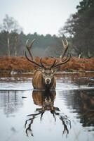 ai generato foto cervo o cervo nel il natura attraverso calma acque natura ai generato