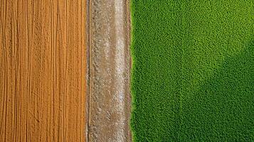 ai generato foto Due adiacente agricolo campi, uno sterile e il altro lussureggiante verde. il sterile campo dovrebbero avere Marrone suolo e visibile trattore Linee indicando recente coltivazione. ai generato