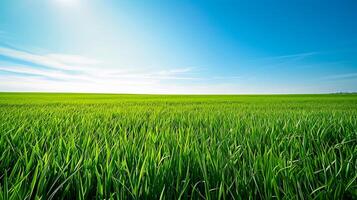 ai generato Immagine di vasto, lussureggiante verde campo sotto luminosa, chiaro cielo. il erba è vivace e bene illuminato di il luce del sole. nel il sfondo con minimo nuvole e arioso atmosfera ai generato foto