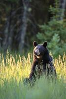 ai generato orso seduta in mezzo alto erba con un' foresta nel il sfondo, illuminato di il splendore di luce del sole ai generato foto