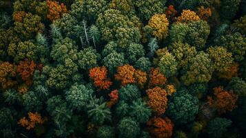 ai generato Immagine cattura denso foresta, il alberi siamo verde, prima il picco di autunno. ai generato foto