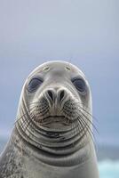 ai generato foca ha liscio, grigio pelle con alcuni visibile textures e rughe ai generato foto