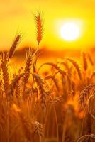 ai generato Immagine cattura tranquillo, calmo scena di Grano campo a Alba. il sole è visibile, apparendo come luminosa, d'oro globo in mezzo il Grano steli. ai generato foto