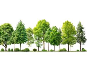 ai generato verde alberi isolato su bianca sfondo. foresta e fogliame nel estate. riga di alberi e arbusti. foto