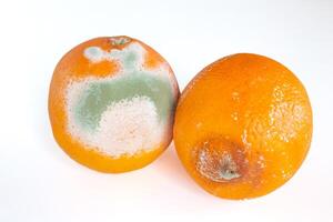 ammuffito arancia frutta isolato su bianca sfondo. muffa coperto cibo. foto
