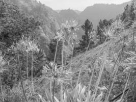 l'isola di Madera foto