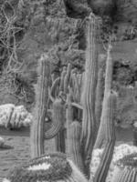 l'isola di lanzarote foto