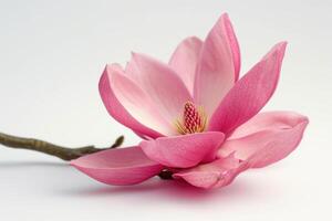 ai generato rosa magnolia fiore isolato su bianca sfondo con pieno profondità di campo foto