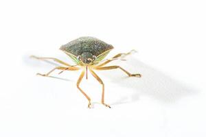 asiatico cimice halyomorpha Halys foto