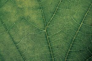 vicino su verde struttura sfondo. ritagliata tiro di verde foglia strutturato. astratto natura sfondo modello per design. macro fotografia Visualizza. foto