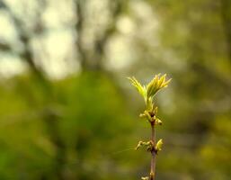 le foglie e semi di il campo acero o acer campestre nel presto primavera. foto