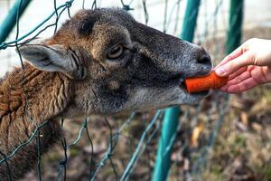 avvicinamento di mano alimentazione pecore. mufloni su il territorio di il agricolo Università di nitra nel slovacchia. foto