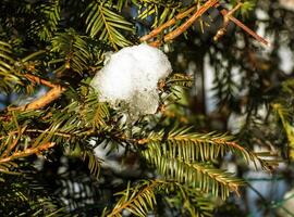 avvicinamento di tasso taxus baccata fastigiata aurea, inglese tasso, europeo tasso coperto con bianca soffice neve. foto