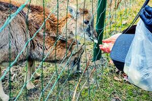 avvicinamento di mano alimentazione pecore. mufloni su il territorio di il agricolo Università di nitra nel slovacchia. foto