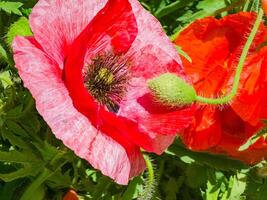 papavero fiore vicino su. papaver orientale nel luminosa luce del sole. foto