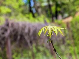 le foglie e semi di il campo acero o acer campestre nel presto primavera. foto