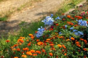 piombaggine blu fioritura tropicale pianta, capo leadwort cinque petali fiori nel fioritura, verde le foglie foto