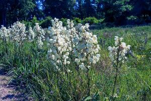 molti delicato bianca fiori di yucca pianta, comunemente conosciuto come quello di adam ago e filo foto