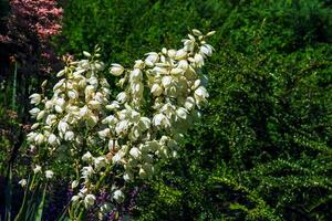 molti delicato bianca fiori di yucca pianta, comunemente conosciuto come quello di adam ago e filo foto