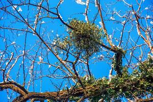 viscum album o vischio è un' semiparassita di parecchi albero specie nel inverno. foto