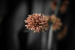 sfocato astratto sfondo. vicino su di rosa fiori su nero sfondo foto