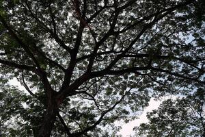 parte inferiore Visualizza di silhouette enorme albero nel il parco. foto