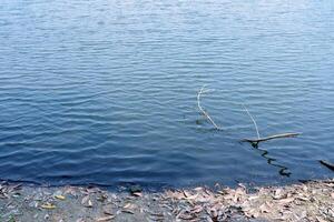 secco albero rami nel fiume. foto