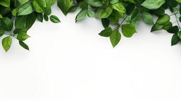 ai generato verde le foglie su bianca sfondo. copia spazio, presentazione, ambiente, foglia, pianta foto