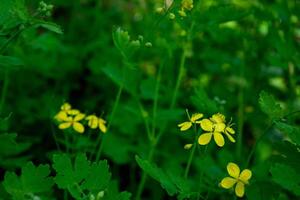 un' tranquillo, calmo e sereno foresta ambientazione con luminosa giallo celandine fiori e un' morbido bokeh effetto. chelidonio maggiore. foto