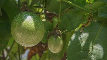 passione frutta su il albero foto