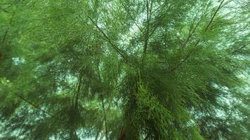 sfondo di lussureggiante e verde pino alberi foto