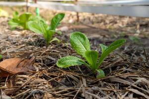 la zona per in crescita biologico insalata verdure Salute cura foto
