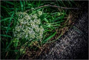 aegopodium podagraria, o il terra Sambuco con bianca fiori foto