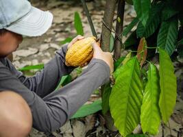 cacao contadino uso potatura cesoie per tagliare il cacao baccelli o frutta maturo giallo cacao a partire dal il cacao albero. raccogliere il agricolo cacao attività commerciale produce. foto