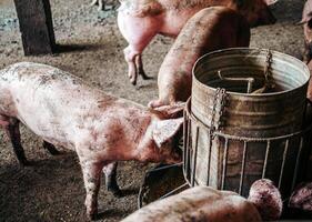 sporco maiali su il azienda agricola siamo mangiare cibo.suini mangiare suino maiale alimentazione nel un' azienda agricola foto