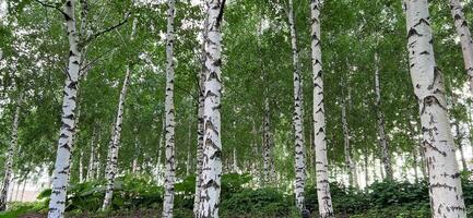 sfondo di bianca betulla albero tronchi. panoramico telaio. giovane betulla con nero e bianca betulla abbaiare nel estate nel betulla boschetto contro sfondo di altro betulle. foto