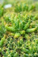 verde cactus con picchi avvicinamento struttura sfondo foto