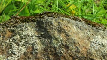 avvicinamento macro foto di muschioso pietra struttura su verde erba. macro foto sfondo.