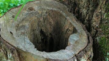vecchio e cavo albero ceppi, illegale registrazione di alberi, foresta conservazione. foto