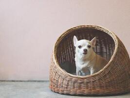 Marrone corto capelli chihuahua cane seduta nel malacca animale domestico Casa su cemento pavimento e rosa parete. foto