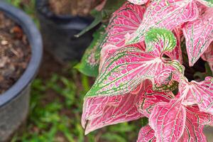 bellissimo caladium bicolore. o Regina di il frondoso impianti. colorato di bon le foglie nel il giardino. selettivo messa a fuoco foto