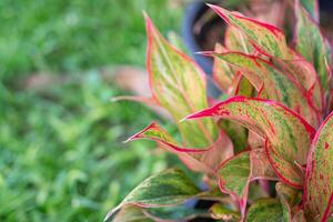 avvicinamento di aglaonema siam. Cinese sempreverde pianta foto