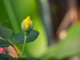 avvicinamento di miniatura giallo rosa fiore con naturale sfondo nel il giardino foto