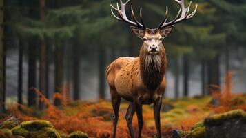 ai generato cervo alto qualità Immagine foto